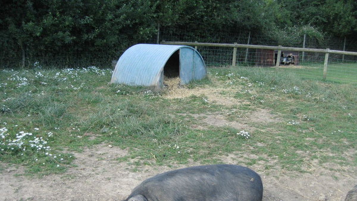 Kunekune-svinet vägde 150 kilo. 